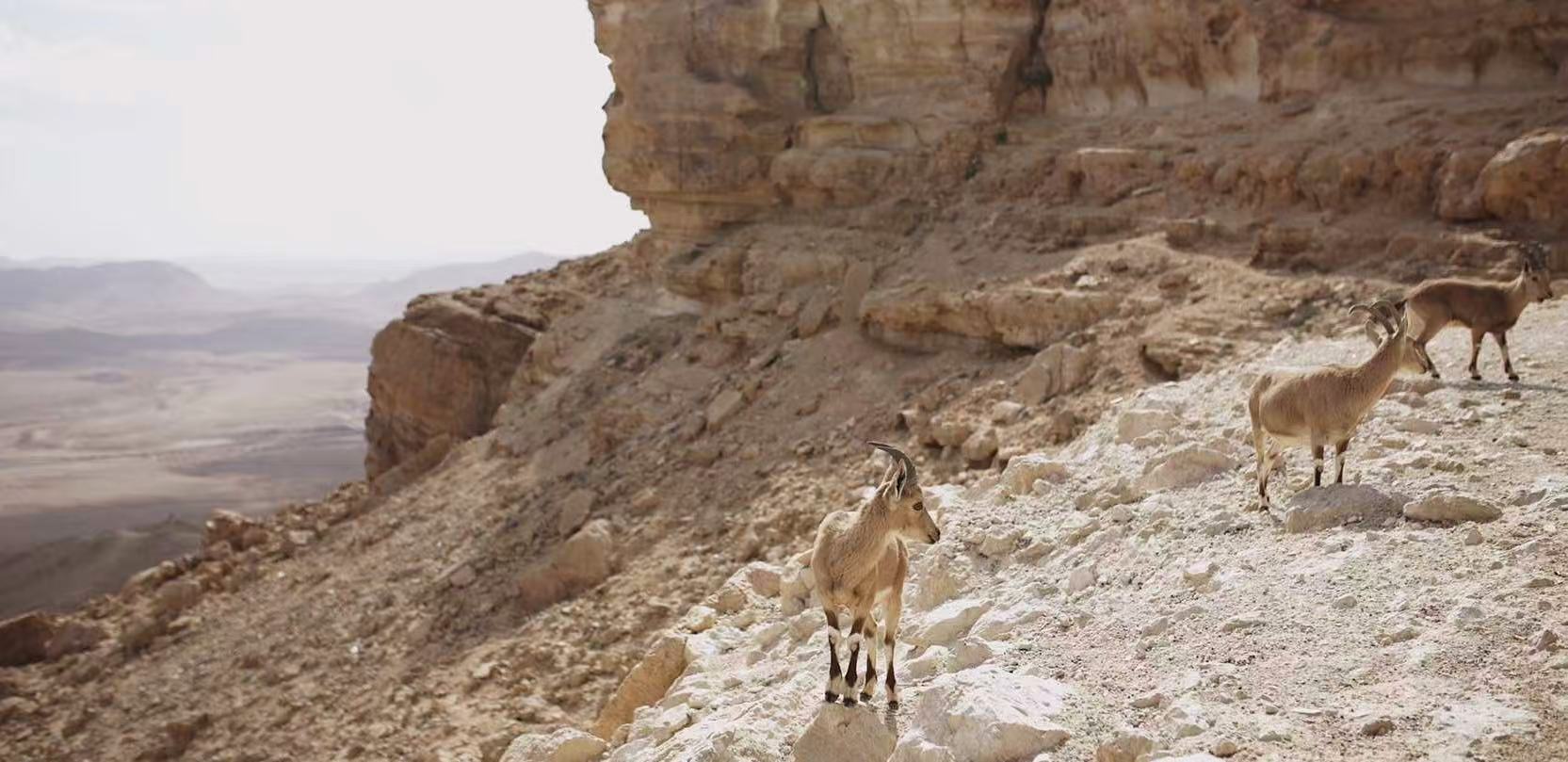 Mountain goats on a desert cliff